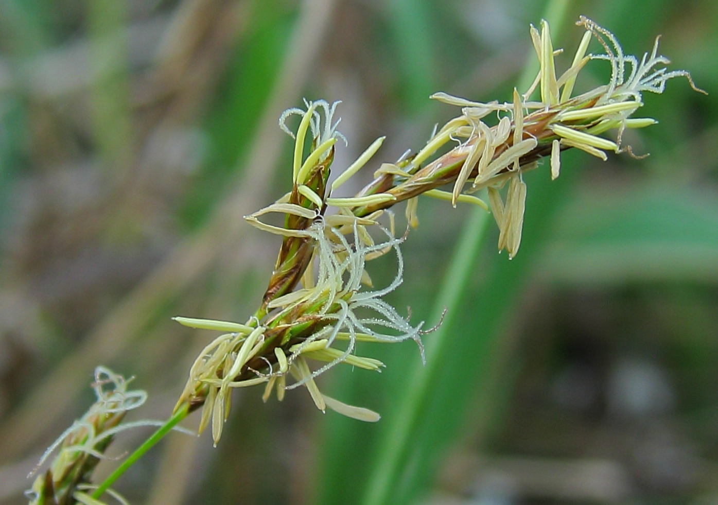 Изображение особи Carex praecox.