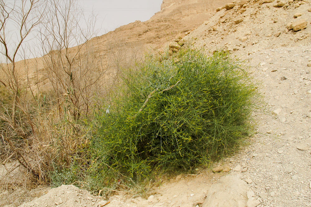 Image of Ochradenus baccatus specimen.