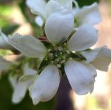 Amelanchier spicata. Цветок. Украина, г. Киев, заказник \"Лесники\", сосновый лес. 27 апреля 2012 г.