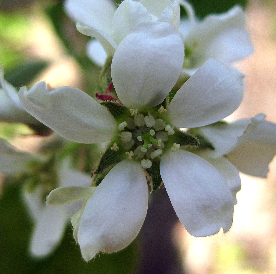 Image of Amelanchier spicata specimen.