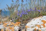 Veronica capsellicarpa