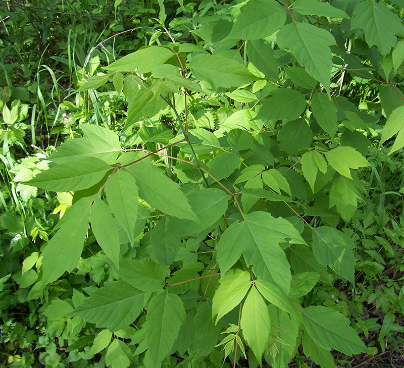 Image of Acer negundo specimen.