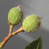 Aesculus × carnea. Незрелые плоды. Германия, г. Кемпен, в парке. 14.06.2012.