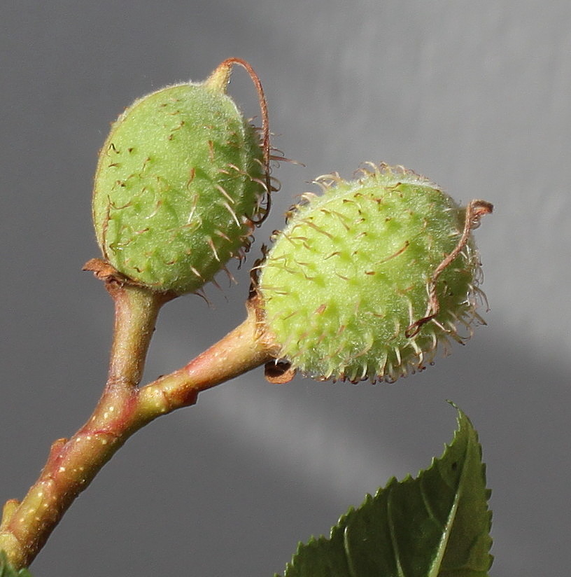 Изображение особи Aesculus &times; carnea.