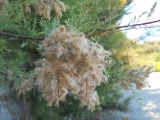 genus Tamarix