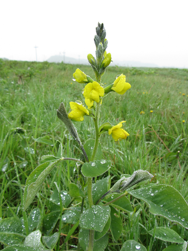 Изображение особи Thermopsis lupinoides.