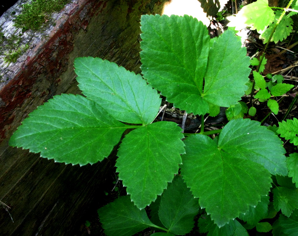 Изображение особи Aegopodium latifolium.