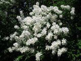 Exochorda tianschanica