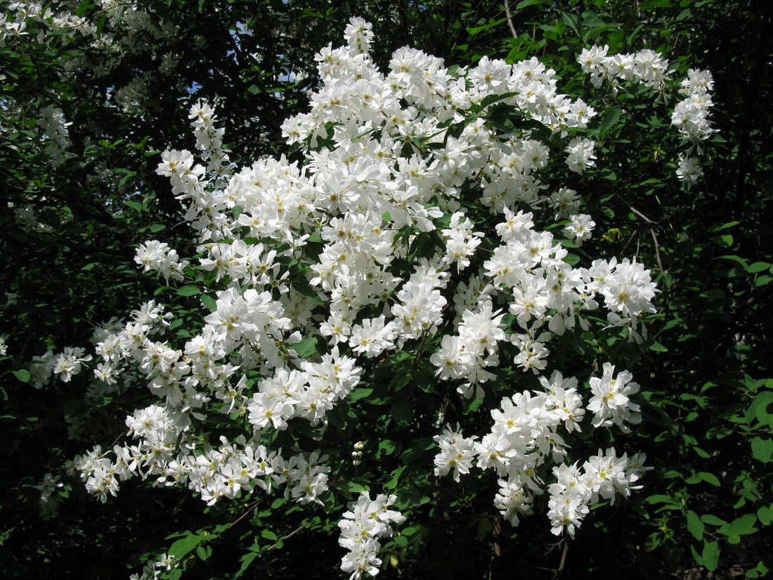 Image of Exochorda tianschanica specimen.