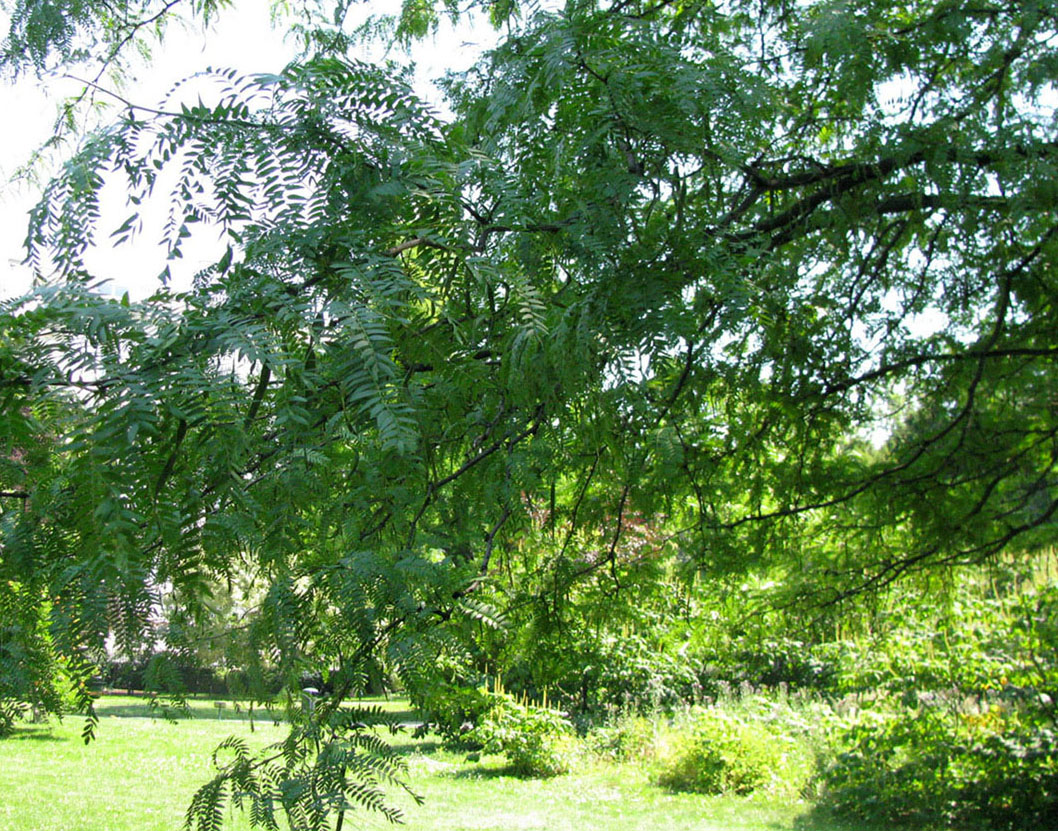 Изображение особи Gleditsia triacanthos.