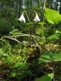 Linnaea borealis