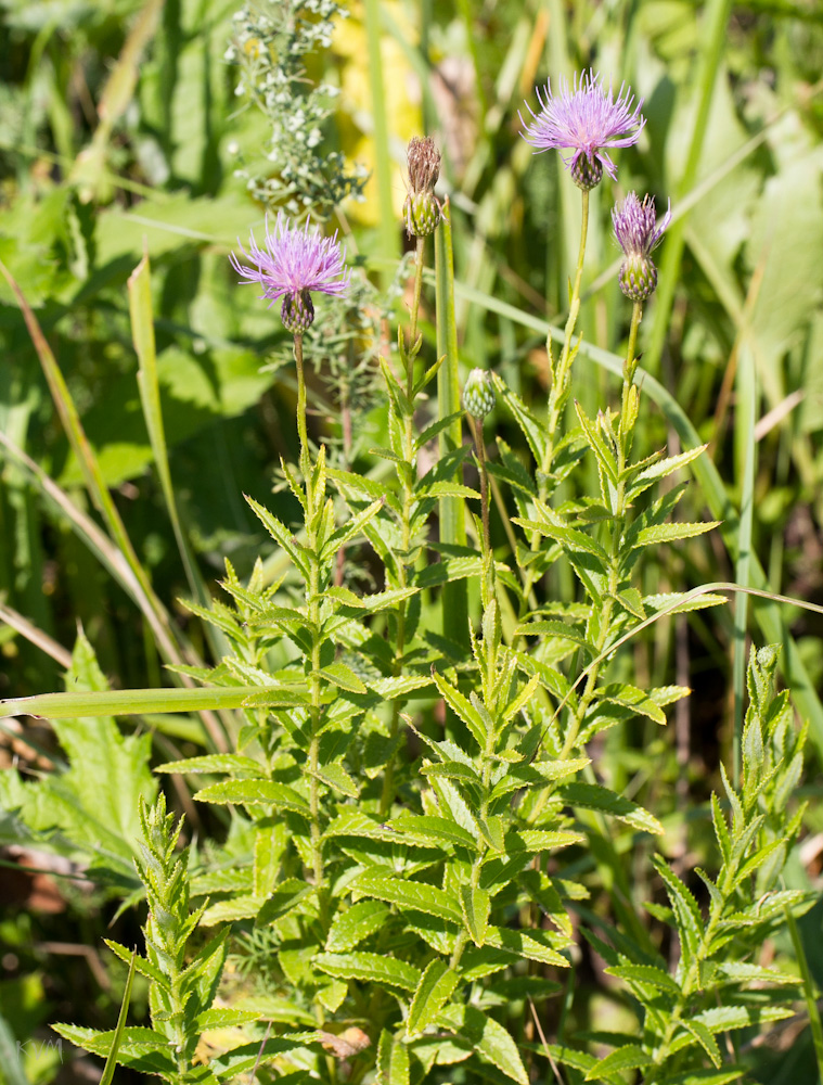 Image of Cirsium serratuloides specimen.
