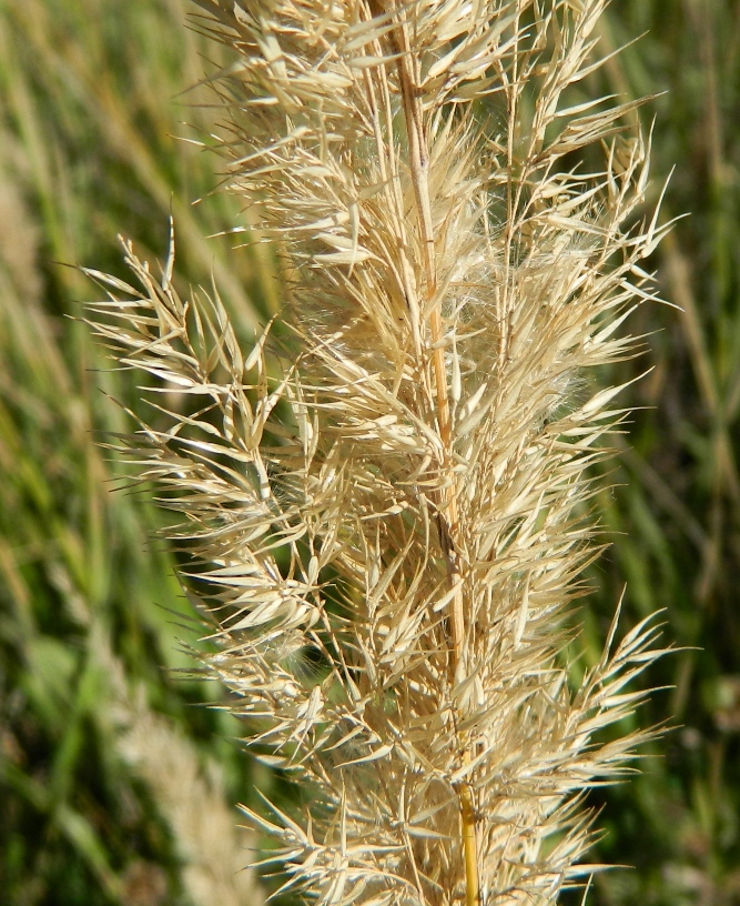 Изображение особи Calamagrostis epigeios.