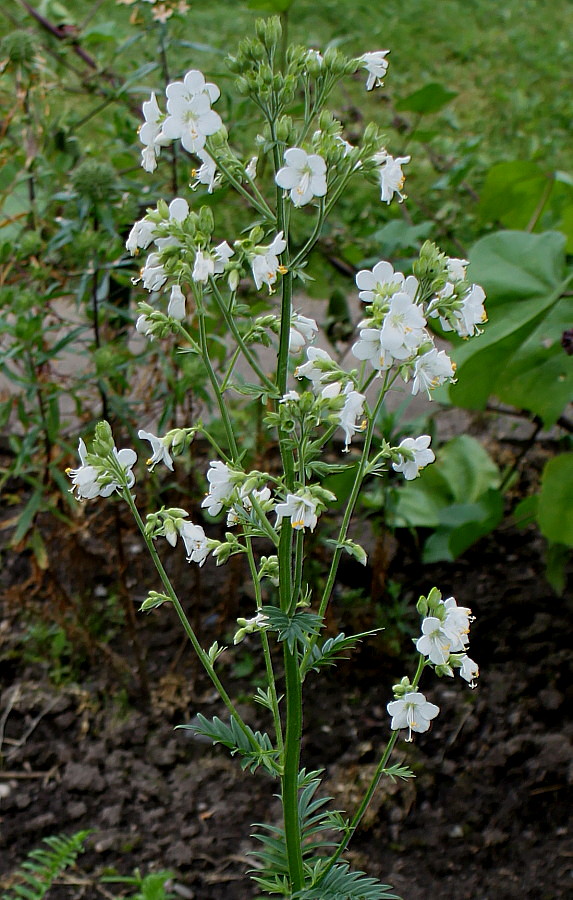 Image of Polemonium caeruleum specimen.