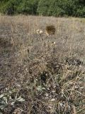 Echinops orientalis