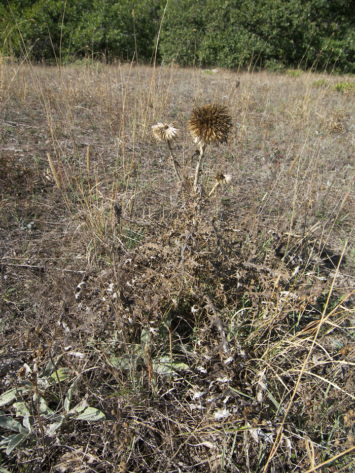 Image of Echinops orientalis specimen.