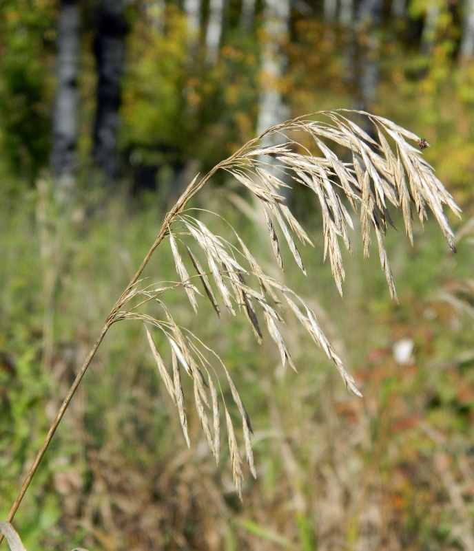 Image of Bromopsis inermis specimen.