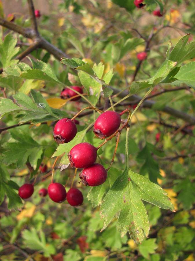 Image of Crataegus sphaenophylla specimen.