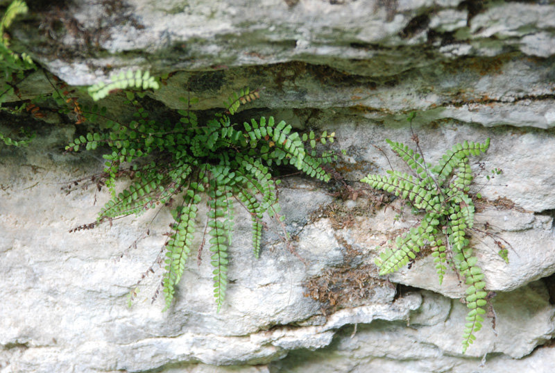 Изображение особи Asplenium trichomanes.