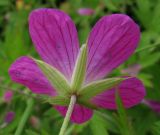 Geranium palustre