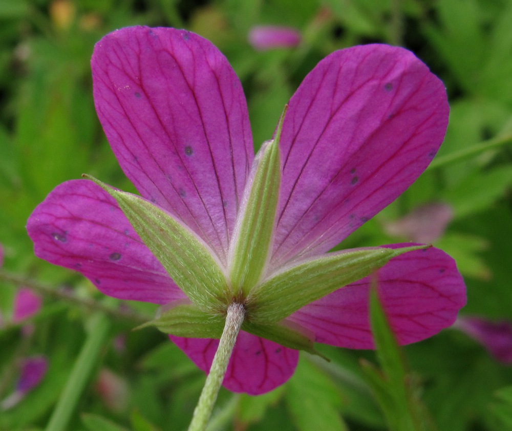 Изображение особи Geranium palustre.