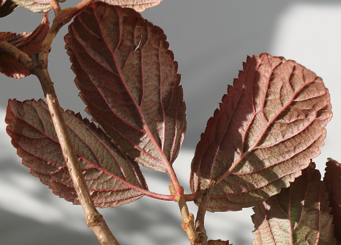 Изображение особи Viburnum plicatum.