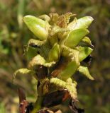 Pedicularis resupinata. Соплодие с незрелыми плодами. Хабаровский край, Ванинский р-н, окр. пос. Высокогорный. 13.09.2012.