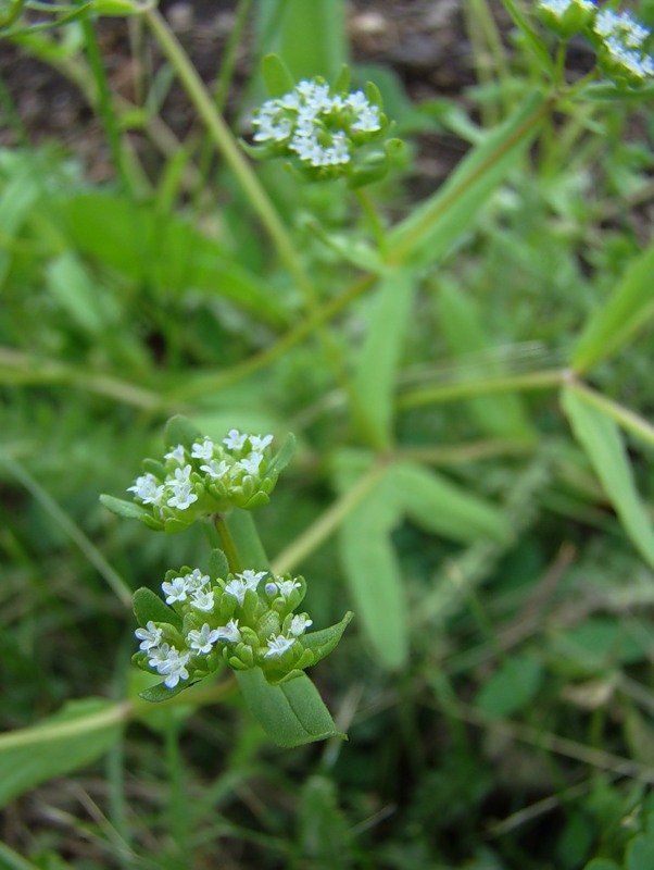 Изображение особи Valerianella locusta.