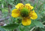 Geum aleppicum. Цветок. Иркутск, территория вокруг открытого стадиона. 04.07.2012.