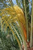 Phoenix dactylifera. Пестичное соцветие и черешки листьев. Египет, Синай, Шарм-эль-Шейх, в культуре. 22.02.2009.