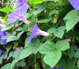 Ipomoea indica. Цветки и листья. Франция, Приморские Альпы, г. Ницца, русская православная церковь Святого Николая, на ограде территории. 20.06.2012.