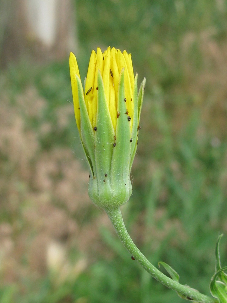 Image of Tragopogon borysthenicus specimen.