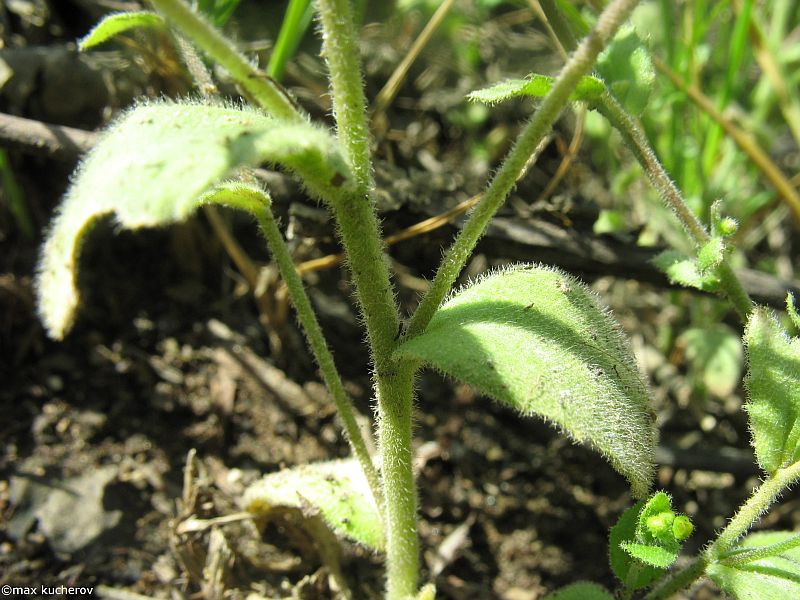 Image of Draba nemorosa specimen.