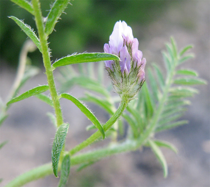 Изображение особи род Astragalus.