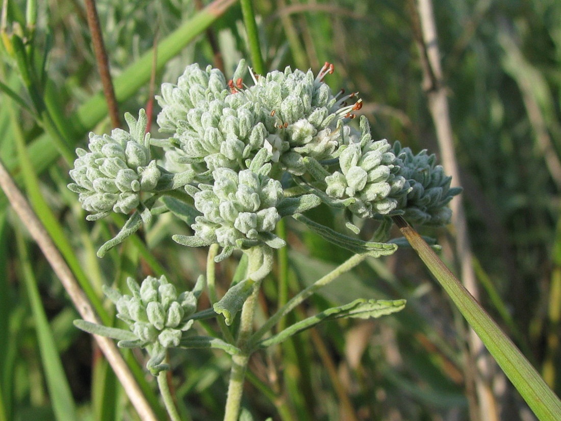 Изображение особи Teucrium capitatum.