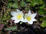 Ornithogalum fimbriatum