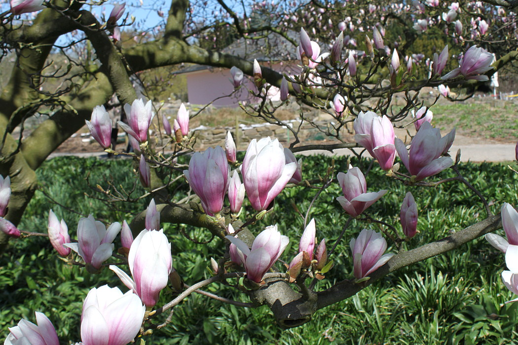 Изображение особи Magnolia × soulangeana.
