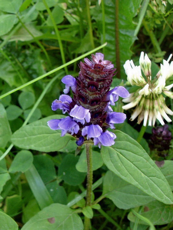 Изображение особи Prunella vulgaris.