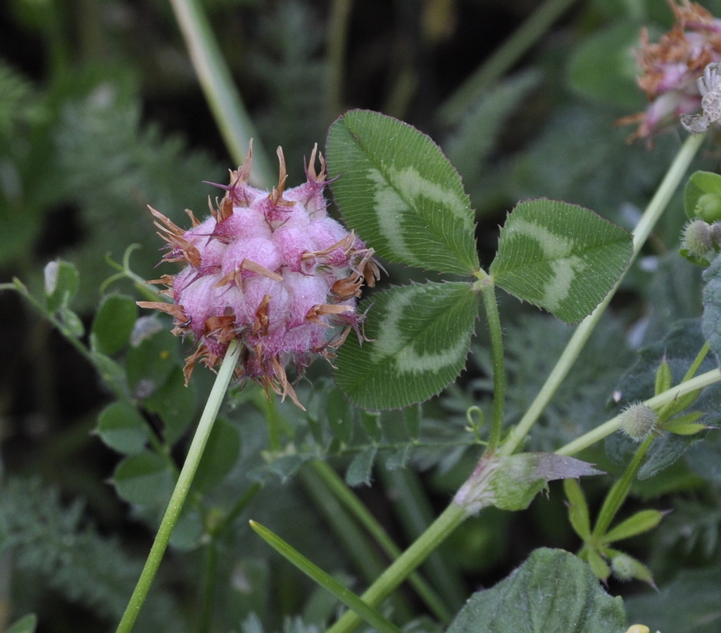 Изображение особи Trifolium physodes.