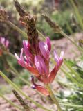 Astragalus schrenkianus