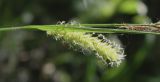 Carex vesicaria