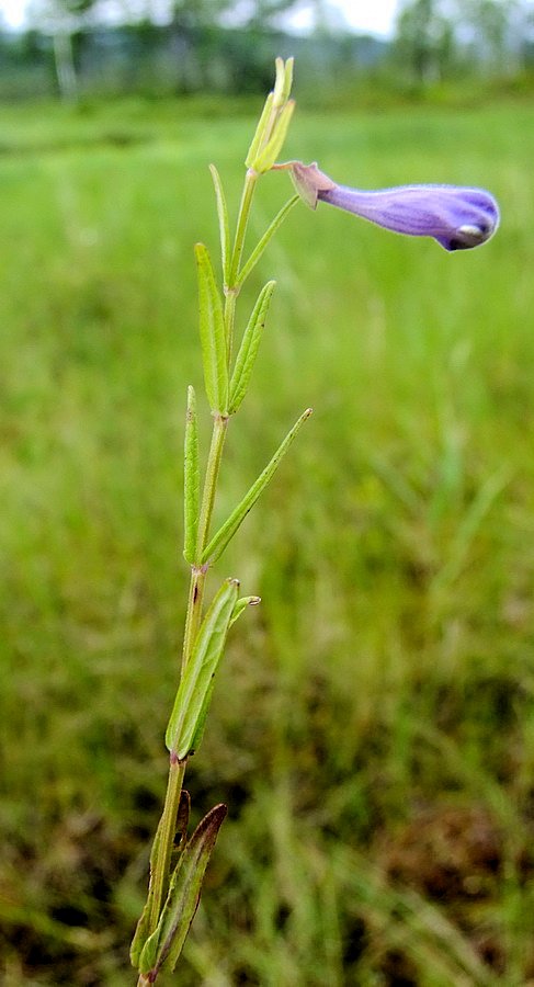 Изображение особи Scutellaria ikonnikovii.