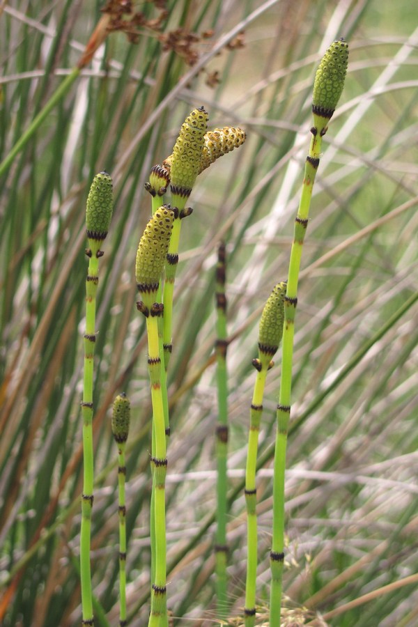 Image of Equisetum ramosissimum specimen.
