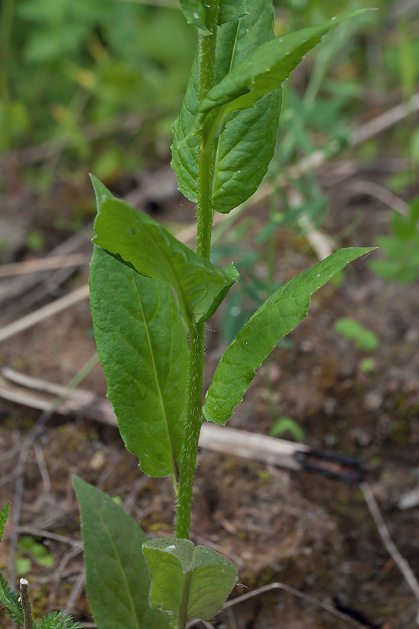 Image of Hesperis matronalis specimen.