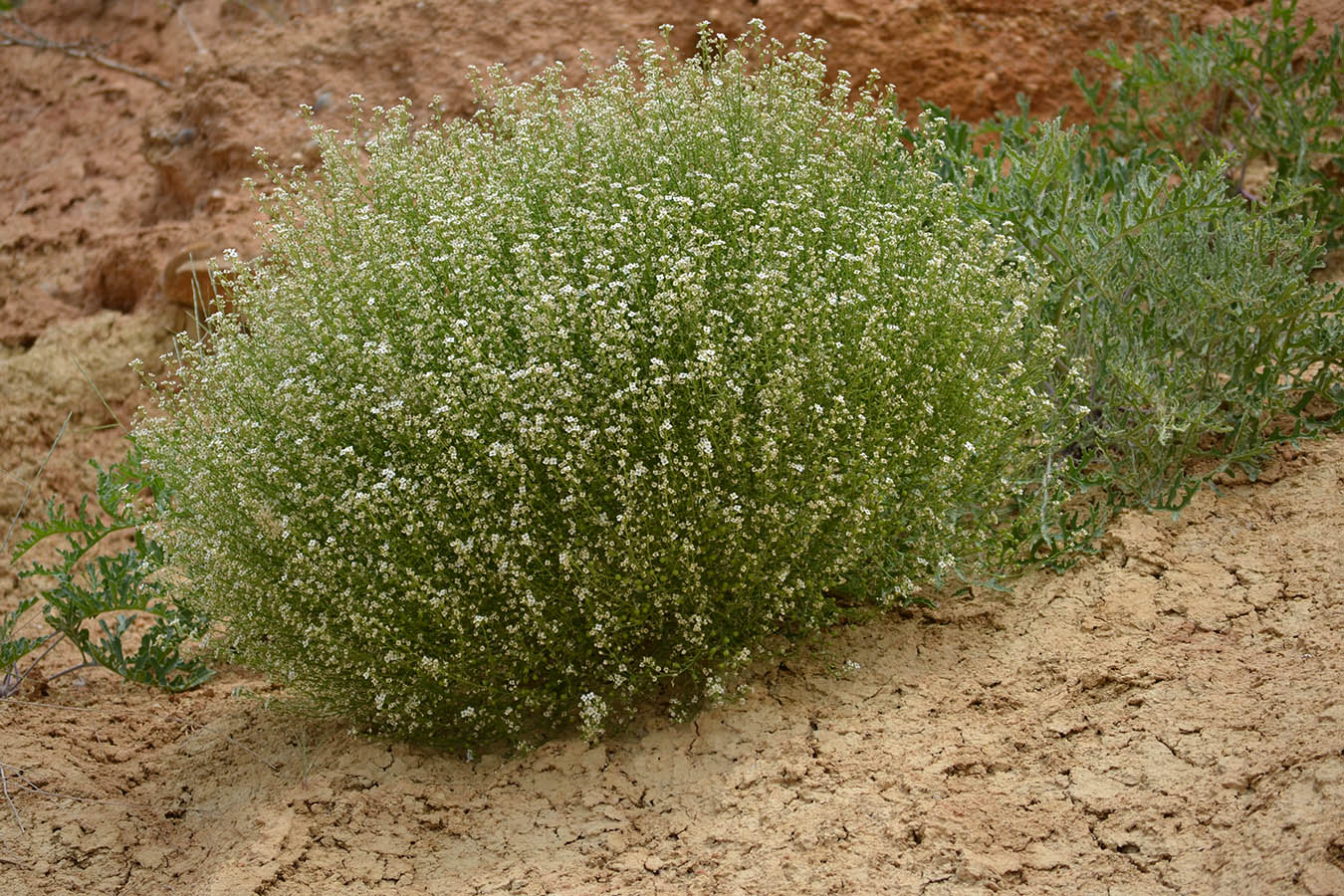 Image of Crambe aspera specimen.