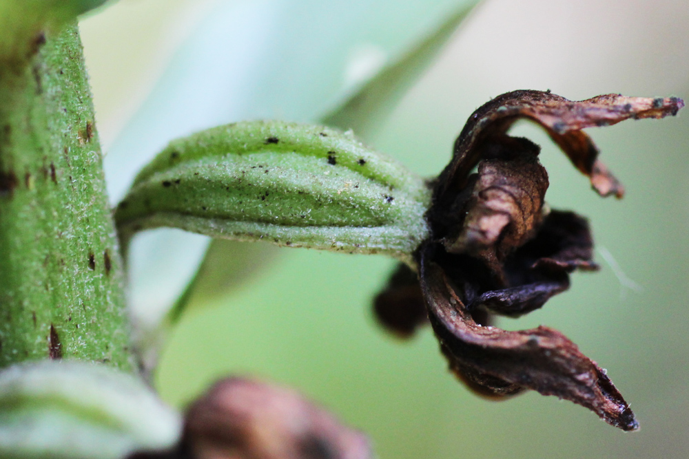 Image of Epipactis condensata specimen.