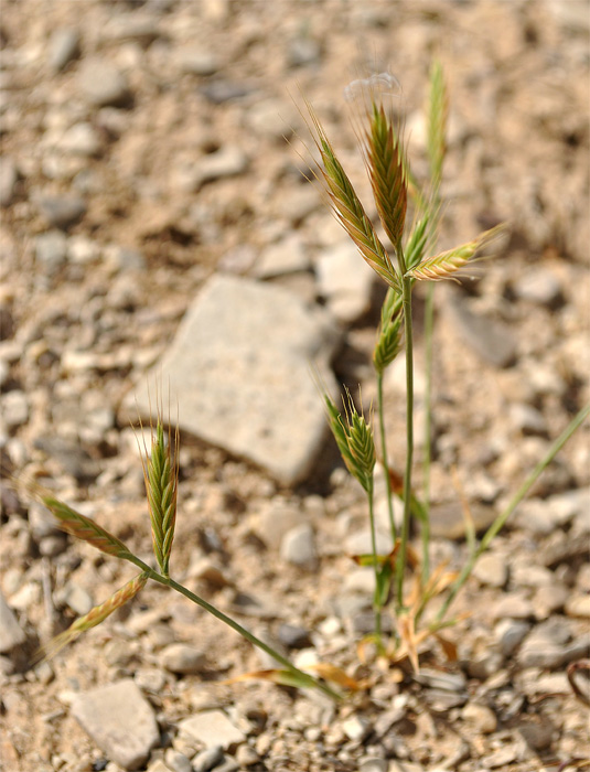 Image of Trachynia distachya specimen.