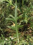 Cirsium ukranicum