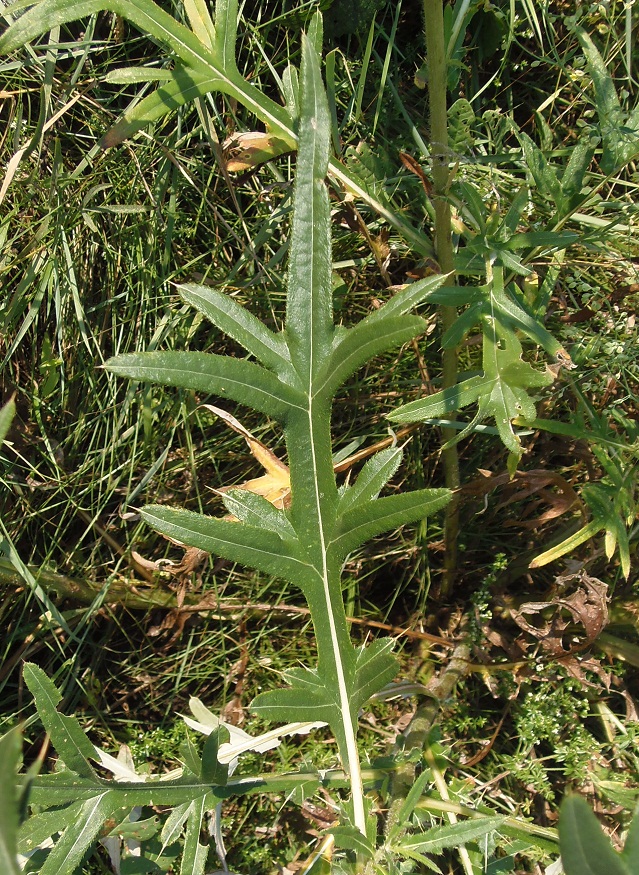 Изображение особи Cirsium ukranicum.