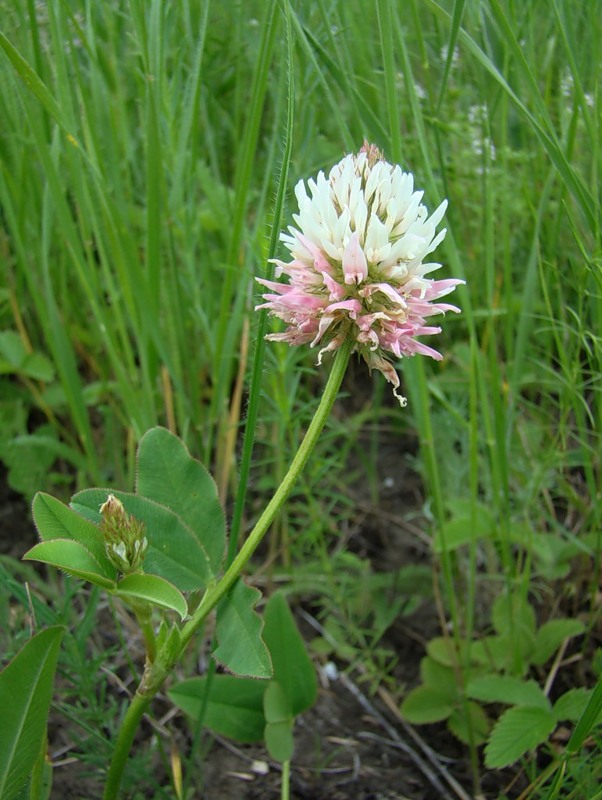 Image of Trifolium ambiguum specimen.